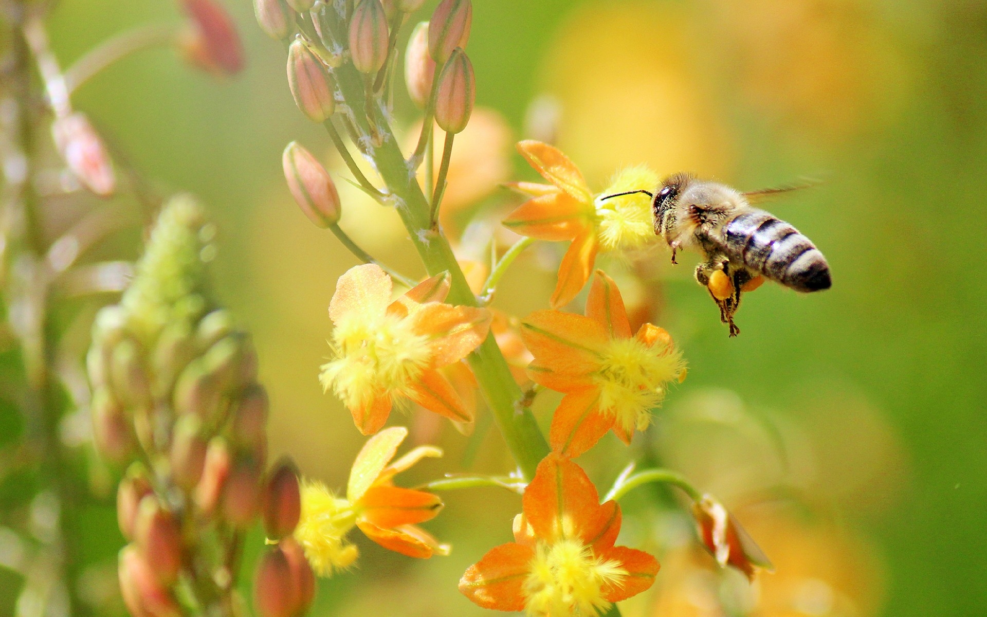 Bee living. Пчела на цветке. Пчелки на цветах. Пчелы в природе. Пчела Макросъемка.