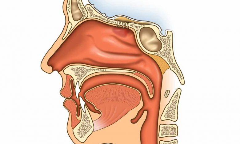 Строение носоглотки человека фото