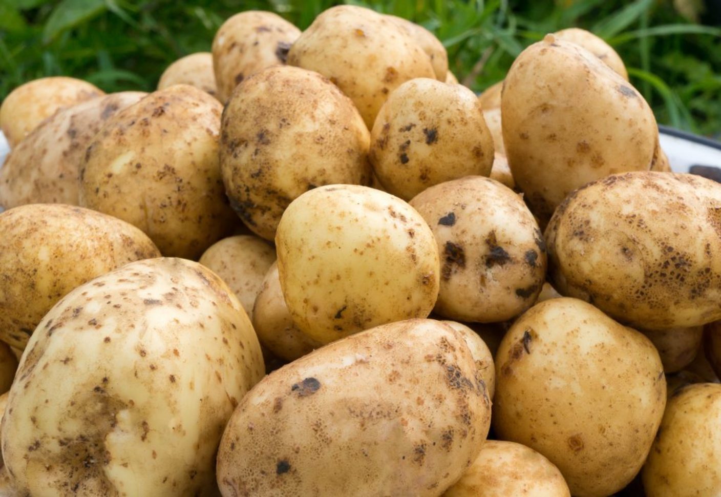 коломбо картофель описание