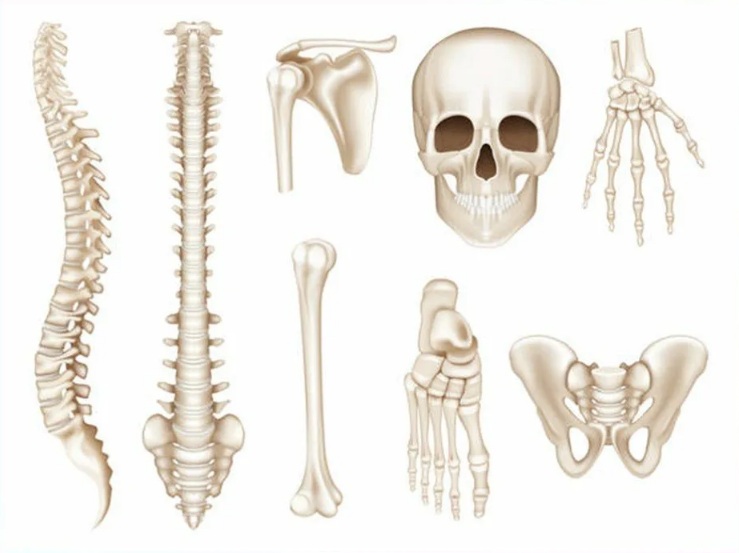 Кости человека картинки с подписями по отдельности