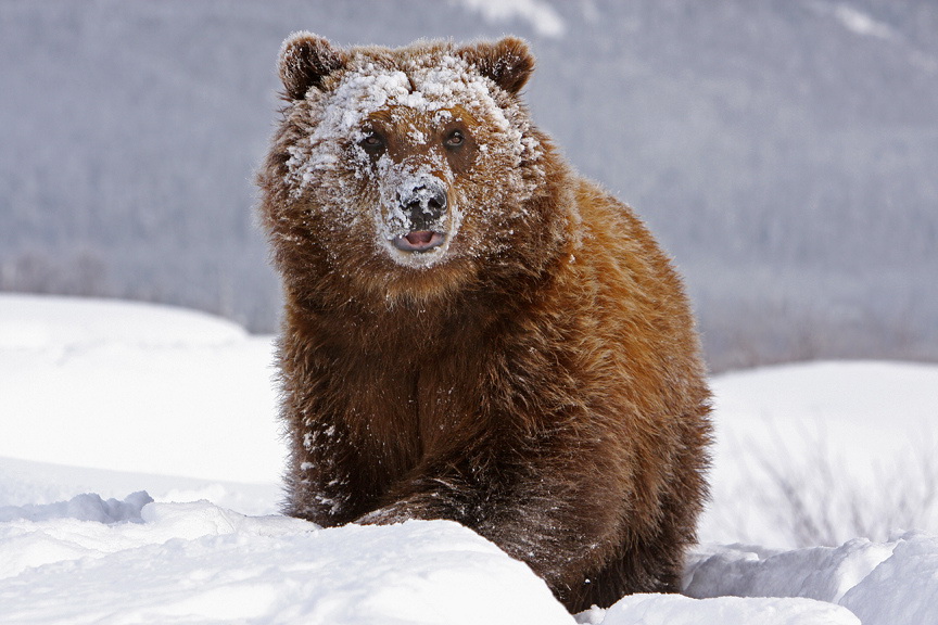 Just bear. Медведь Гризли на Аляске. Бурый медведь на Аляске. Медведь Отис Аляска. Бурый медведь зимой.